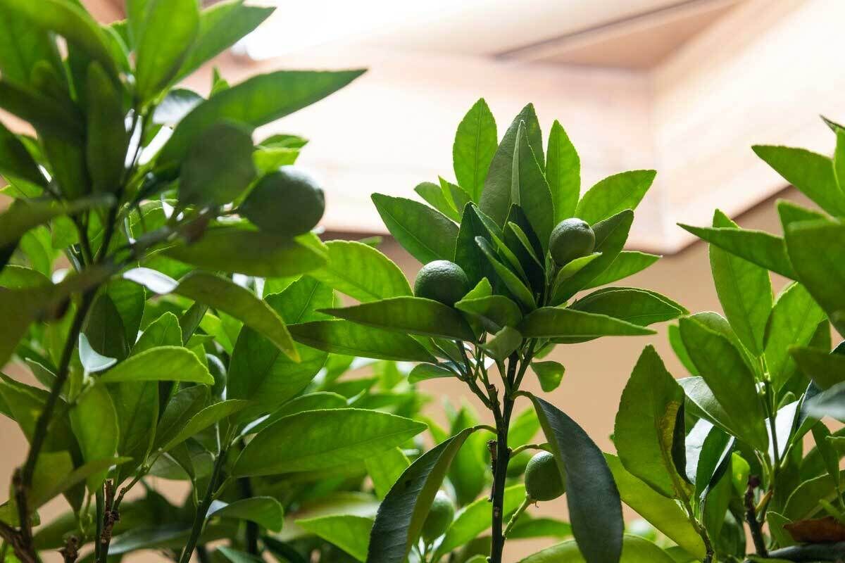 A close-up view of vibrant green leaves on a citrus tree.