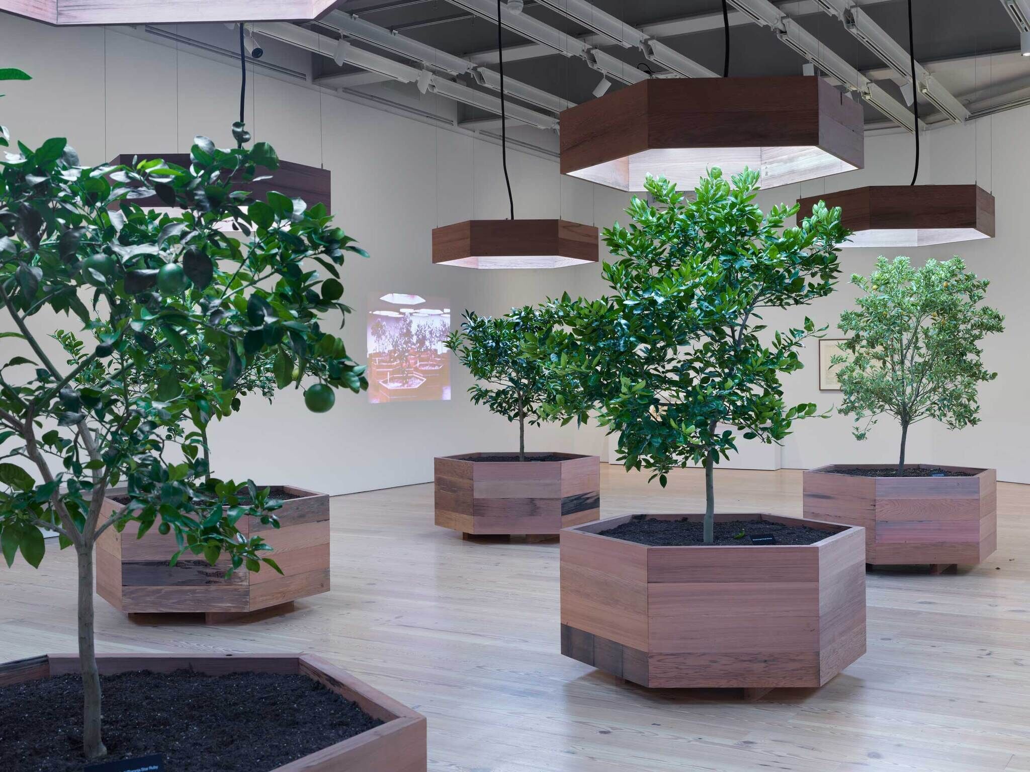 Indoor garden with several small trees in hexagonal wooden planters, illuminated by hanging lights. A projection is visible on the wall in the background.