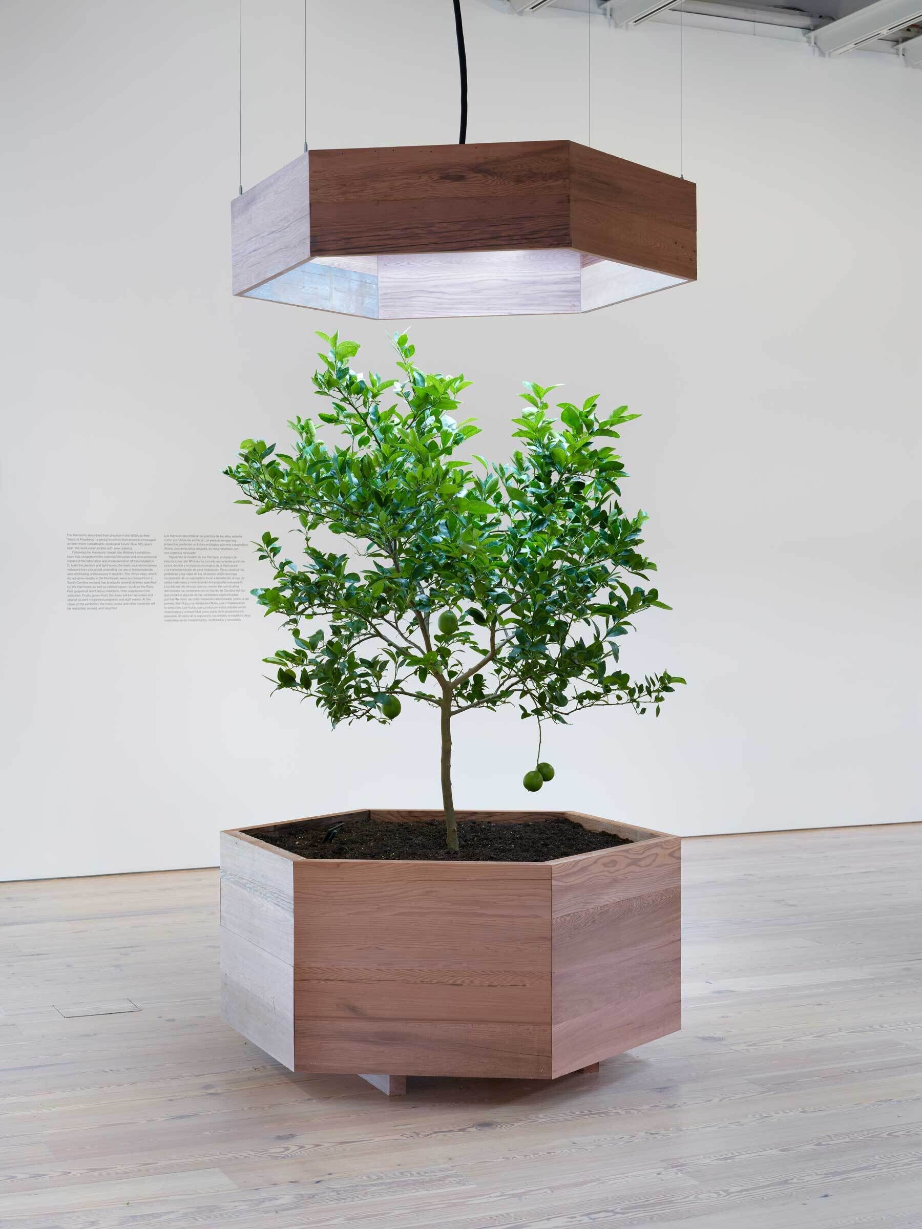 A small tree with green fruit in a hexagonal wooden planter, illuminated by a matching hexagonal light fixture, in a minimalist gallery space.