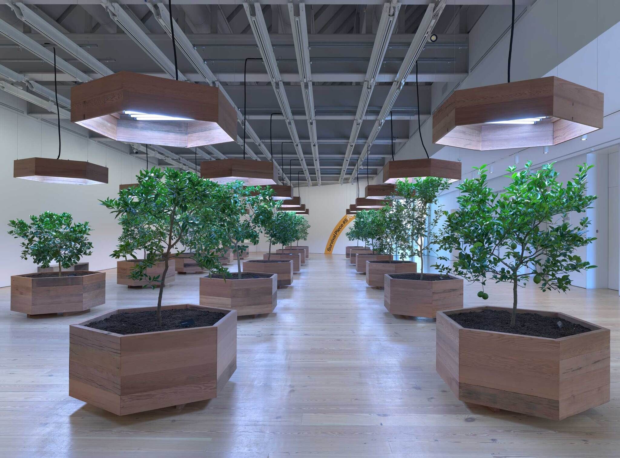 Indoor garden with rows of small trees in wooden planters, illuminated by hexagonal wooden light fixtures hanging from the ceiling.