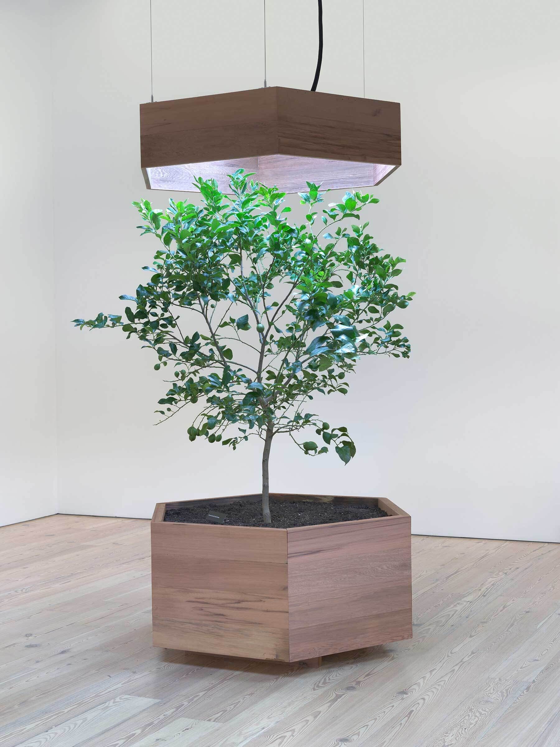 A small tree in a hexagonal wooden planter is illuminated by a suspended wooden light fixture in a minimalist room with light wood flooring.