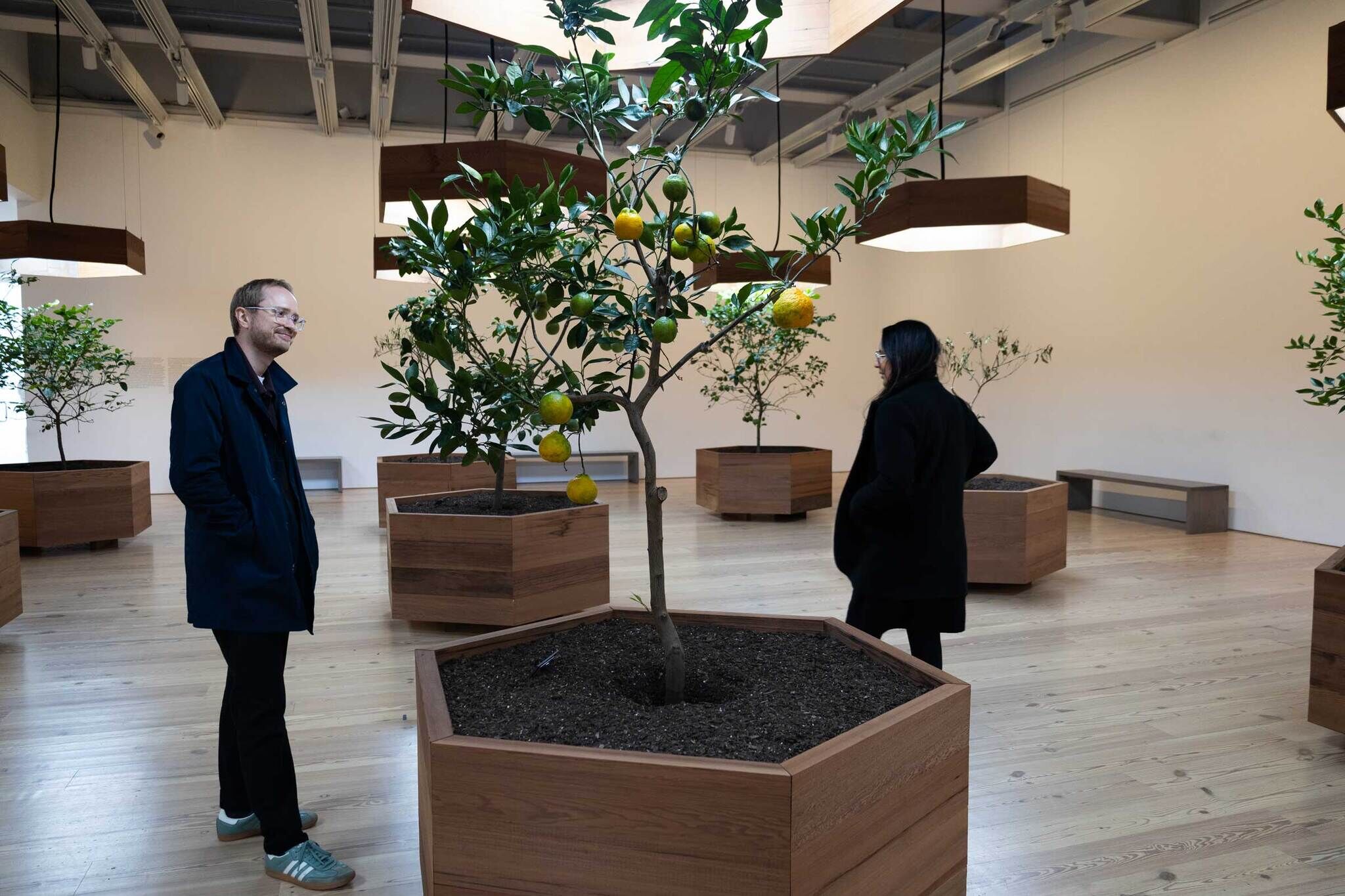 Two people in a gallery with potted citrus trees, wooden planters, and modern lighting.