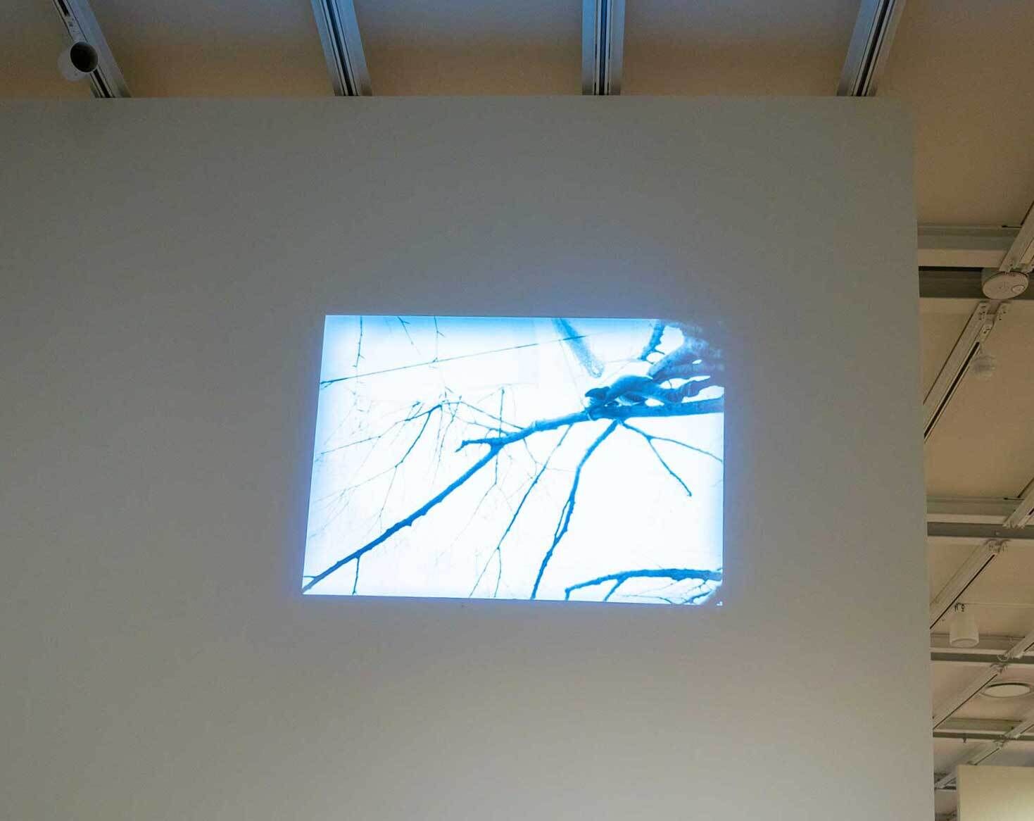A projection of tree branches on a white wall in a gallery setting, with visible ceiling beams above.