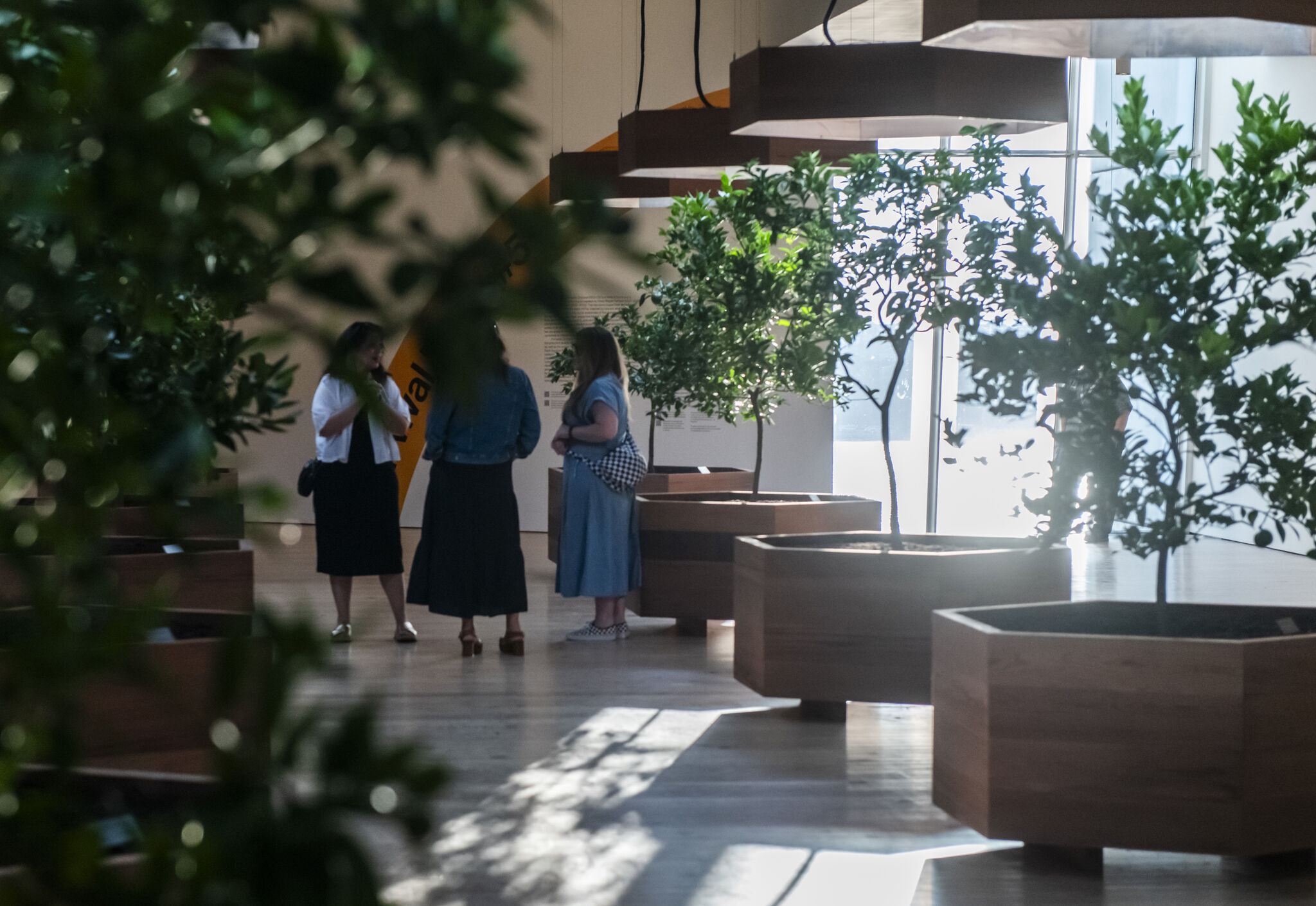 Small group gathers in a gallery filled with budding citrus trees, sun shines through large windows at right.