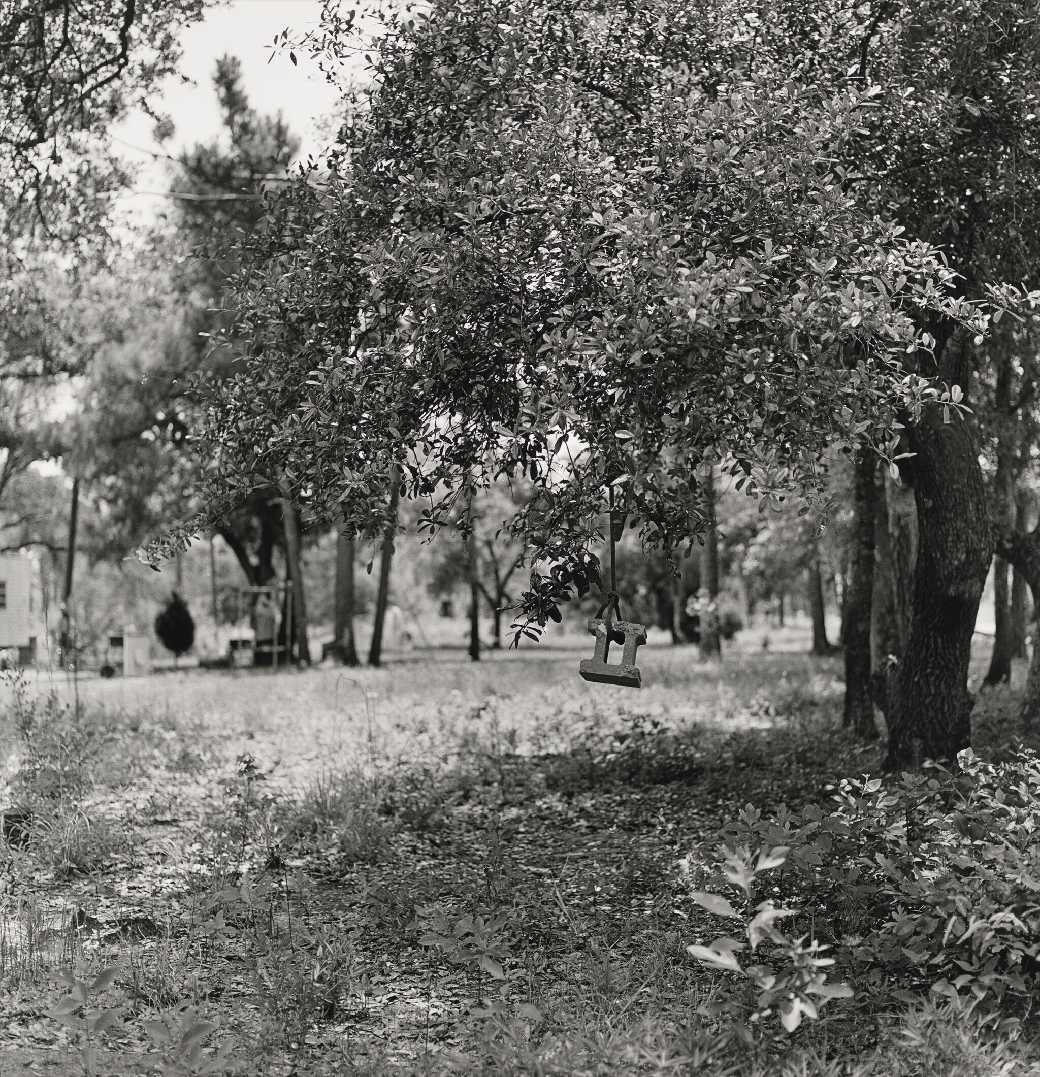 A wooden swing hangs from a tree branch in a quiet, grassy yard surrounded by trees.