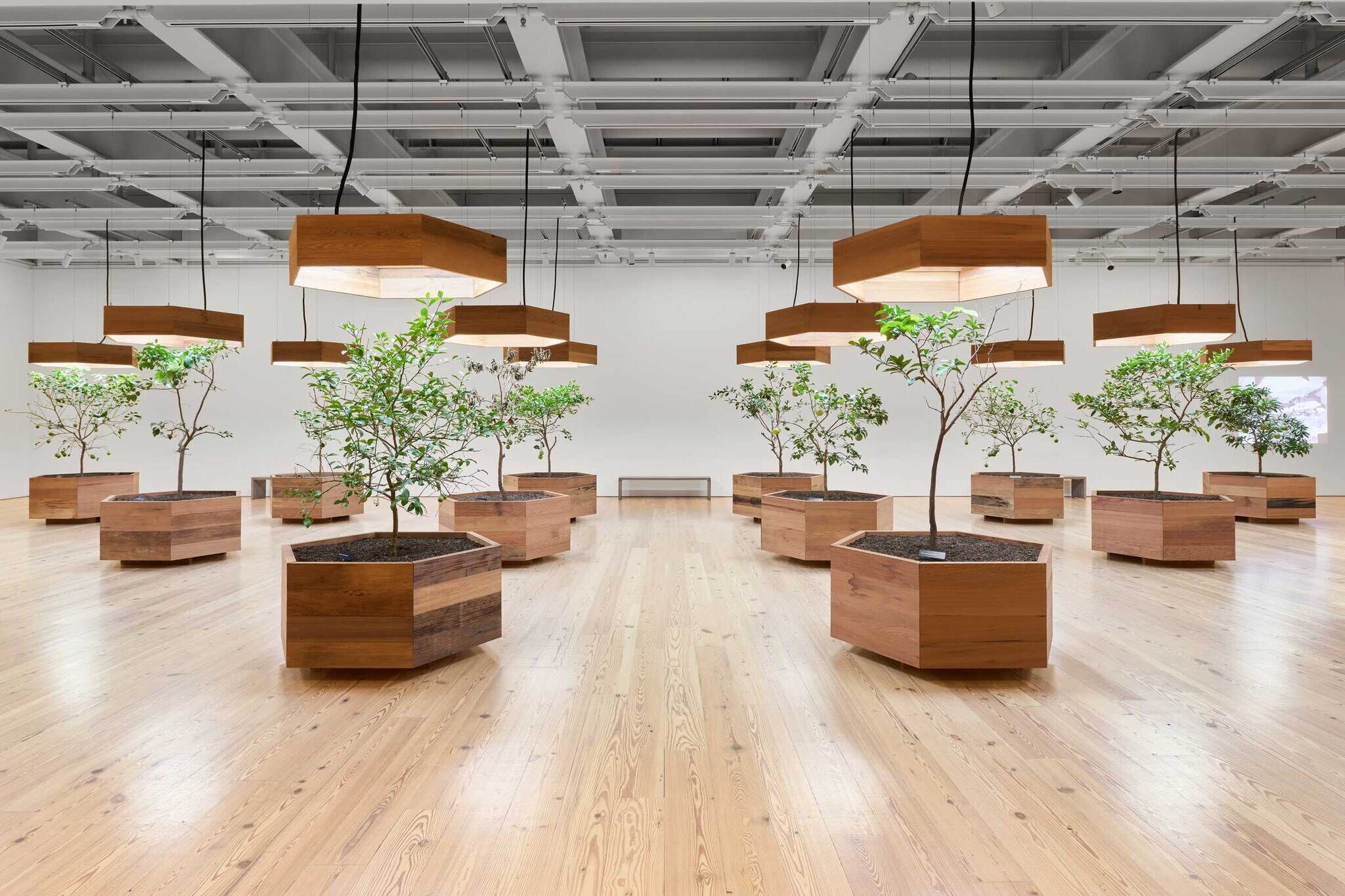Small trees in large wooden planters are arranged in a bright room with hanging lights above each plant.