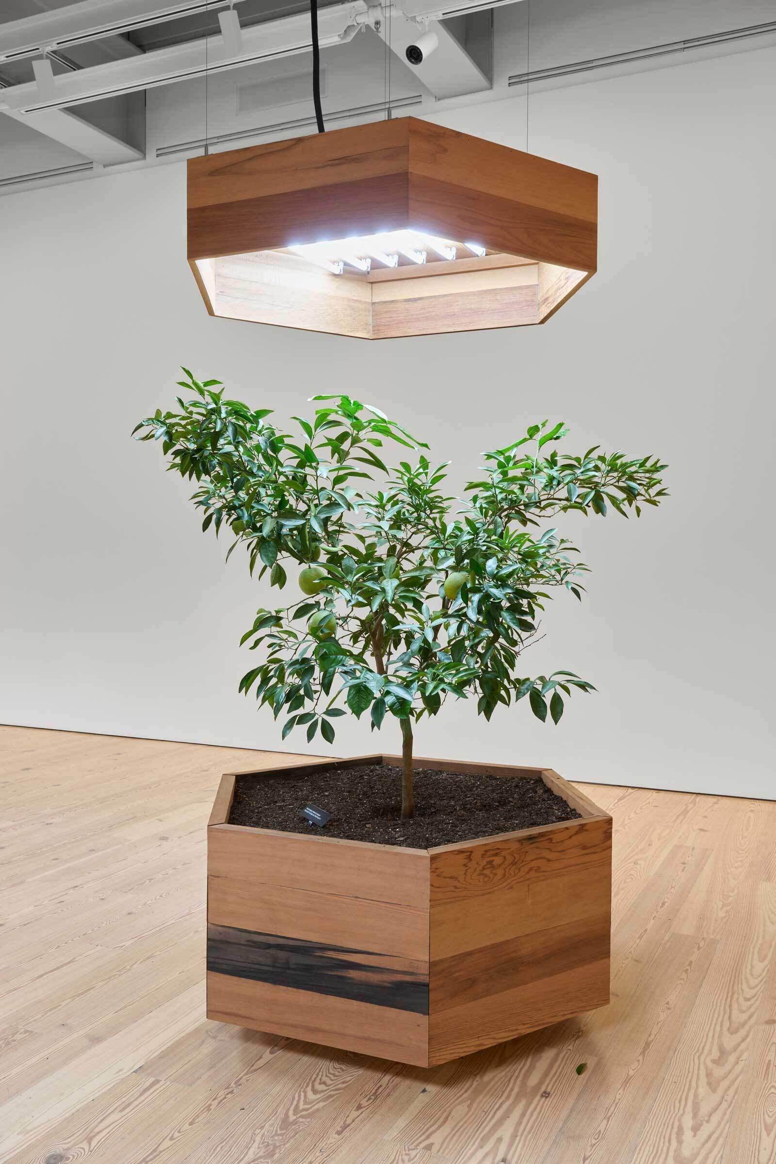 Small fruit tree with green leaves and fruit growing in a wooden planter under a bright hanging grow light.