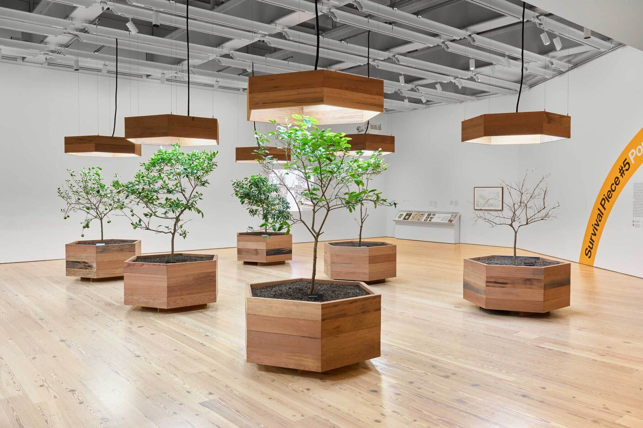 Several small trees in wooden planters are arranged indoors under large hanging lights. Text reads “Survival Piece #5.”
