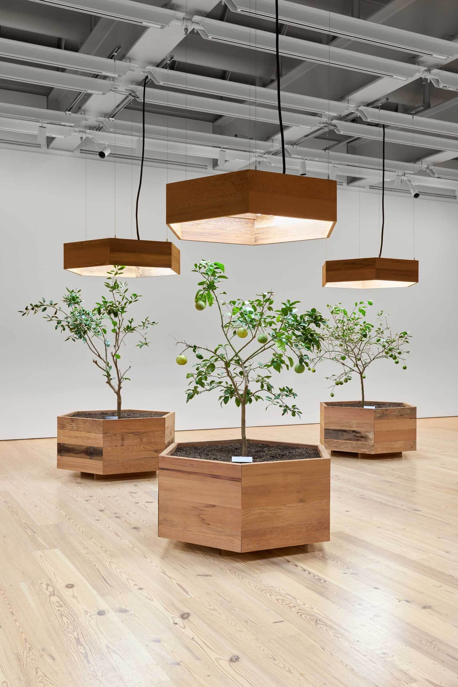 Four small fruit trees in wooden planters sit under large hanging lights in a bright, modern room.