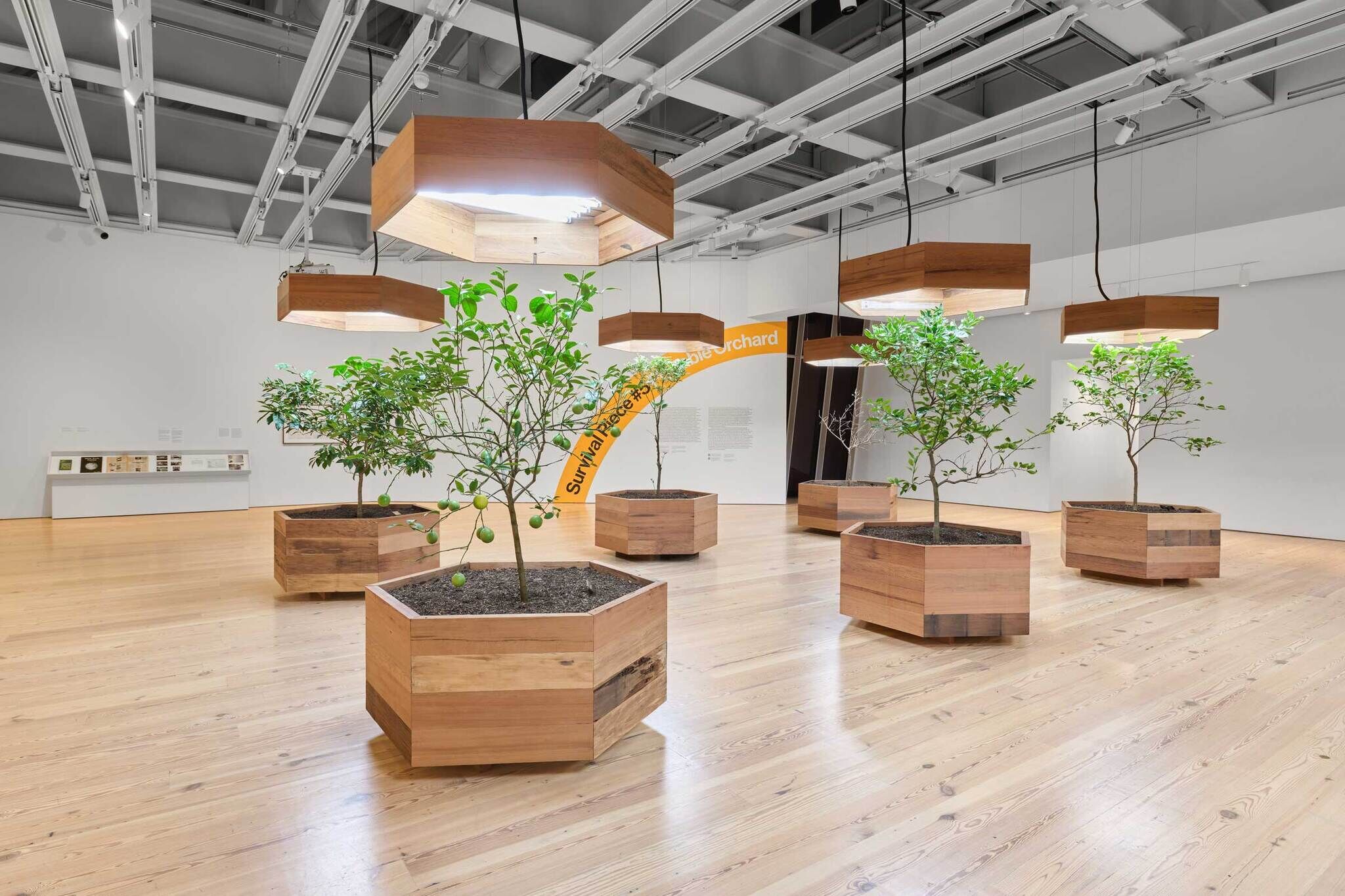 Several small fruit trees in wooden planters grow under hanging lights in a spacious, modern indoor gallery.