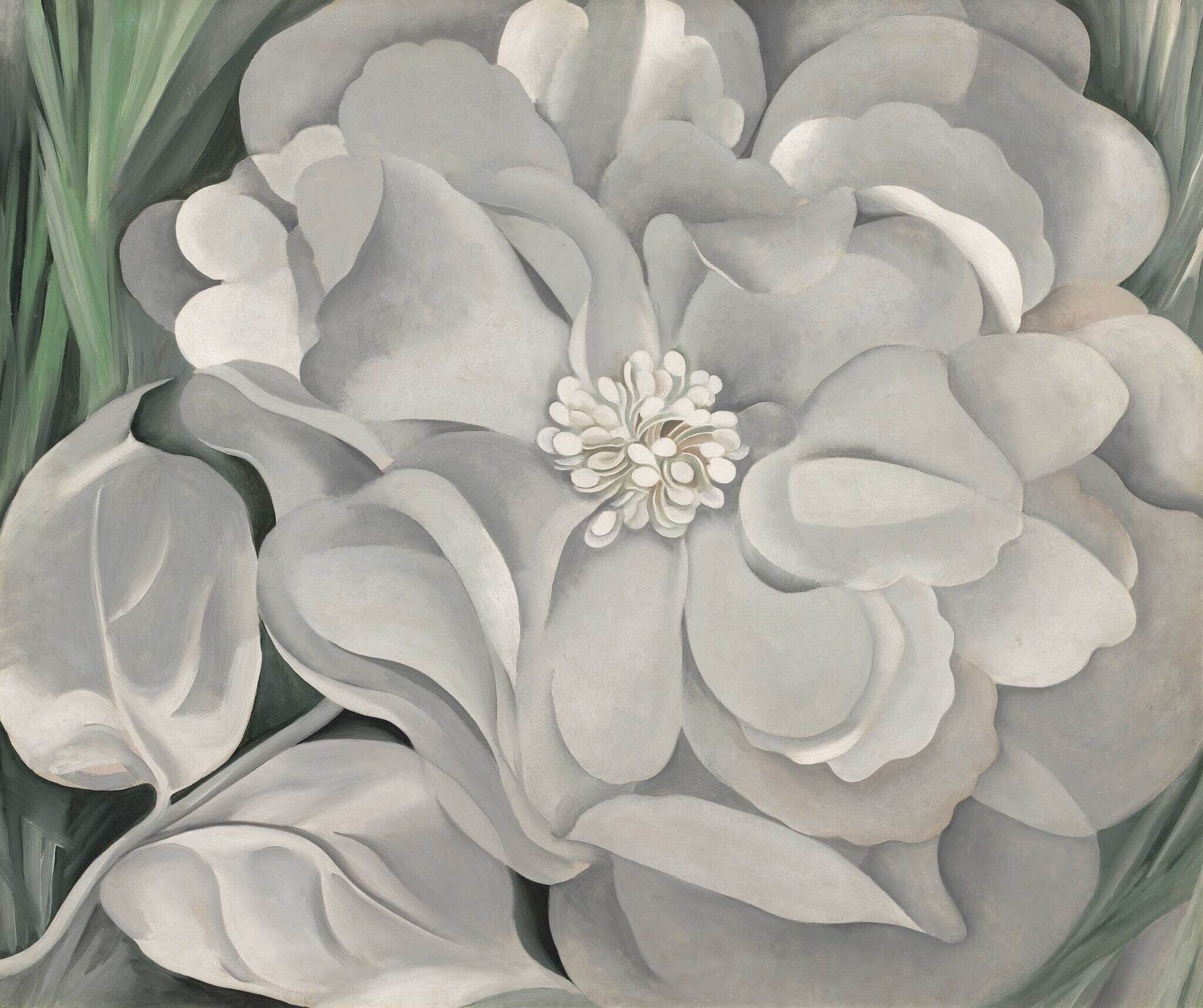 Large white flower with layered petals and a cluster of small shapes in the center, surrounded by green leaves.