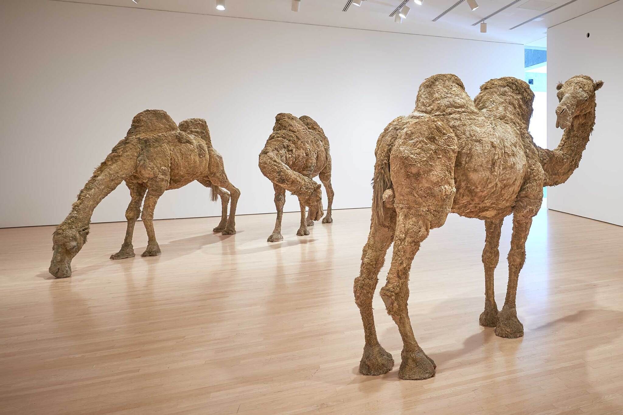 Three life-sized camel sculptures made from rough, textured material stand in a bright, empty gallery space.