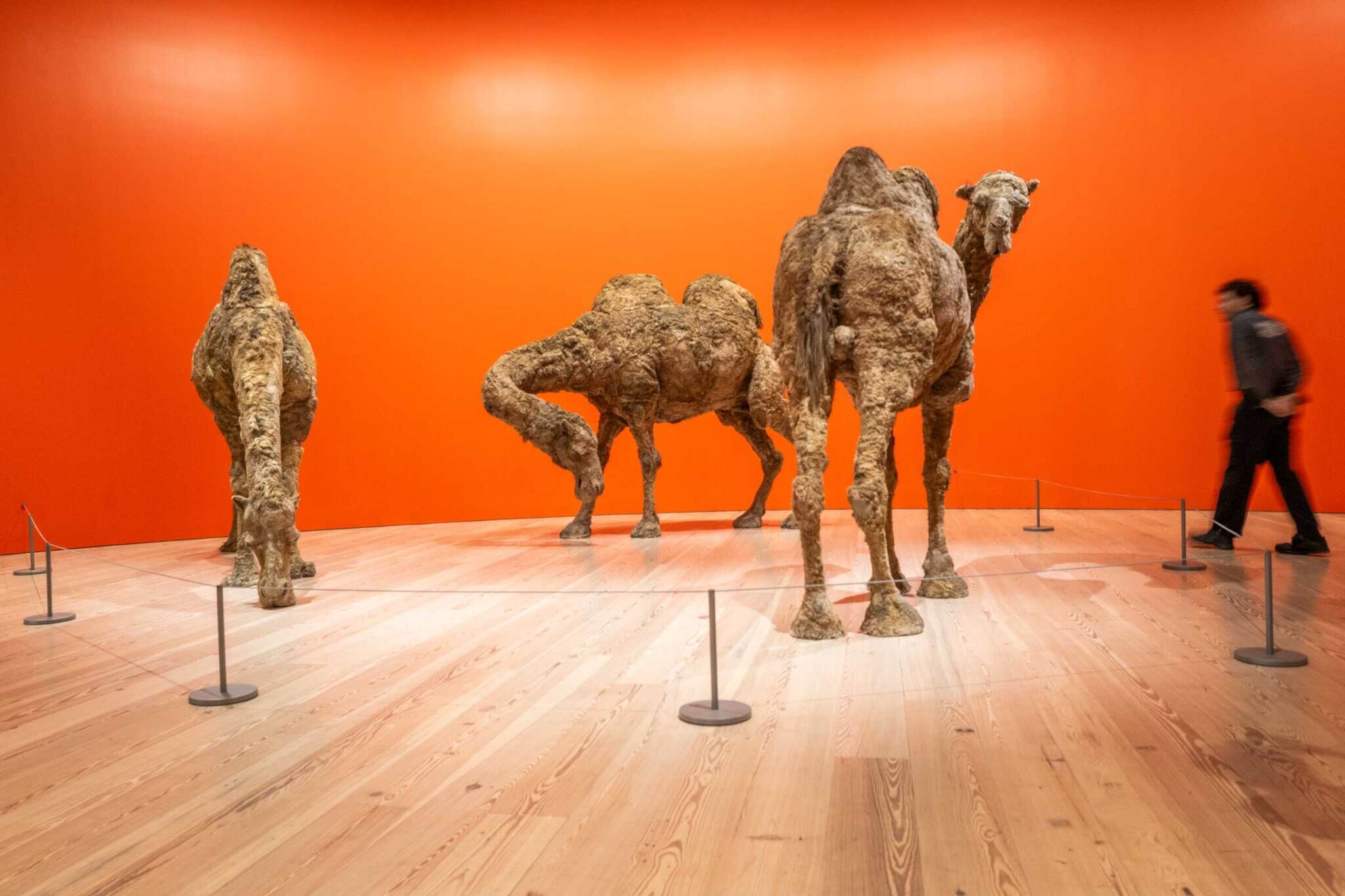 Three life-sized camel sculptures stand in a gallery with bright orange walls; a person walks by.