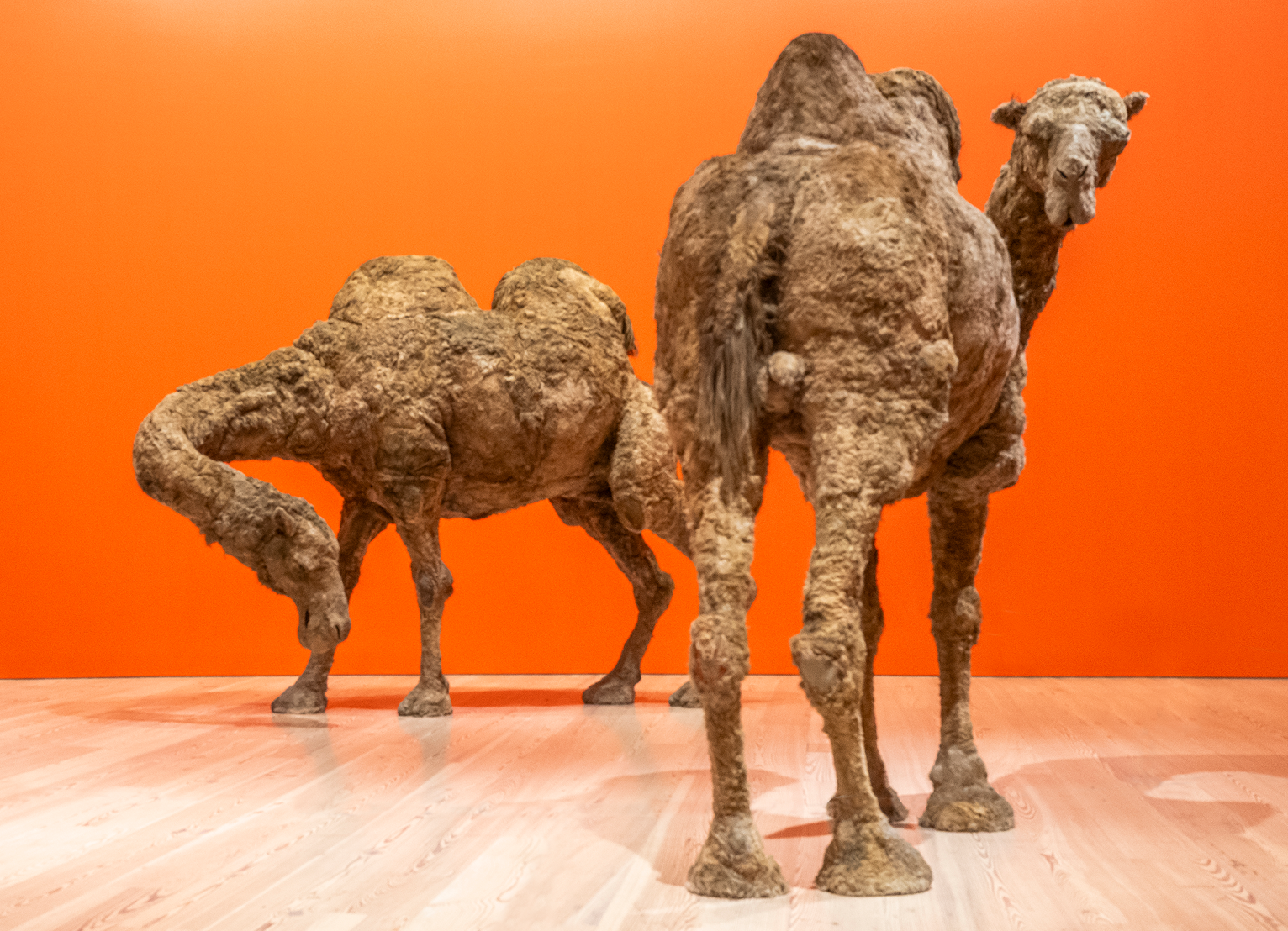 Two life-sized camel sculptures stand on a wooden floor against a bright orange wall, one camel is grazing.
