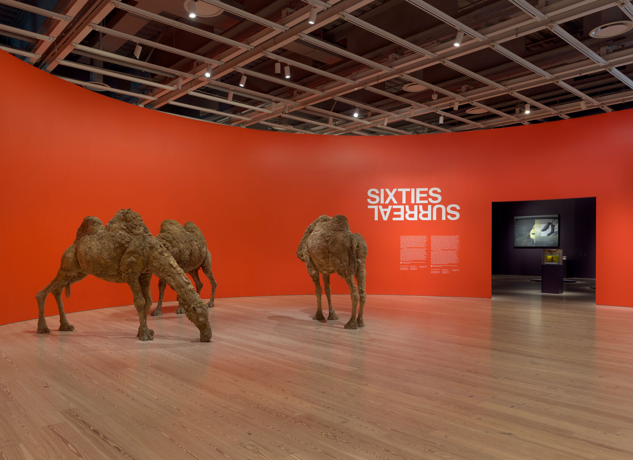 Two life-size camel sculptures graze on the gallery floor in front of a bright red wall reading "SIXTIES SURREAL".