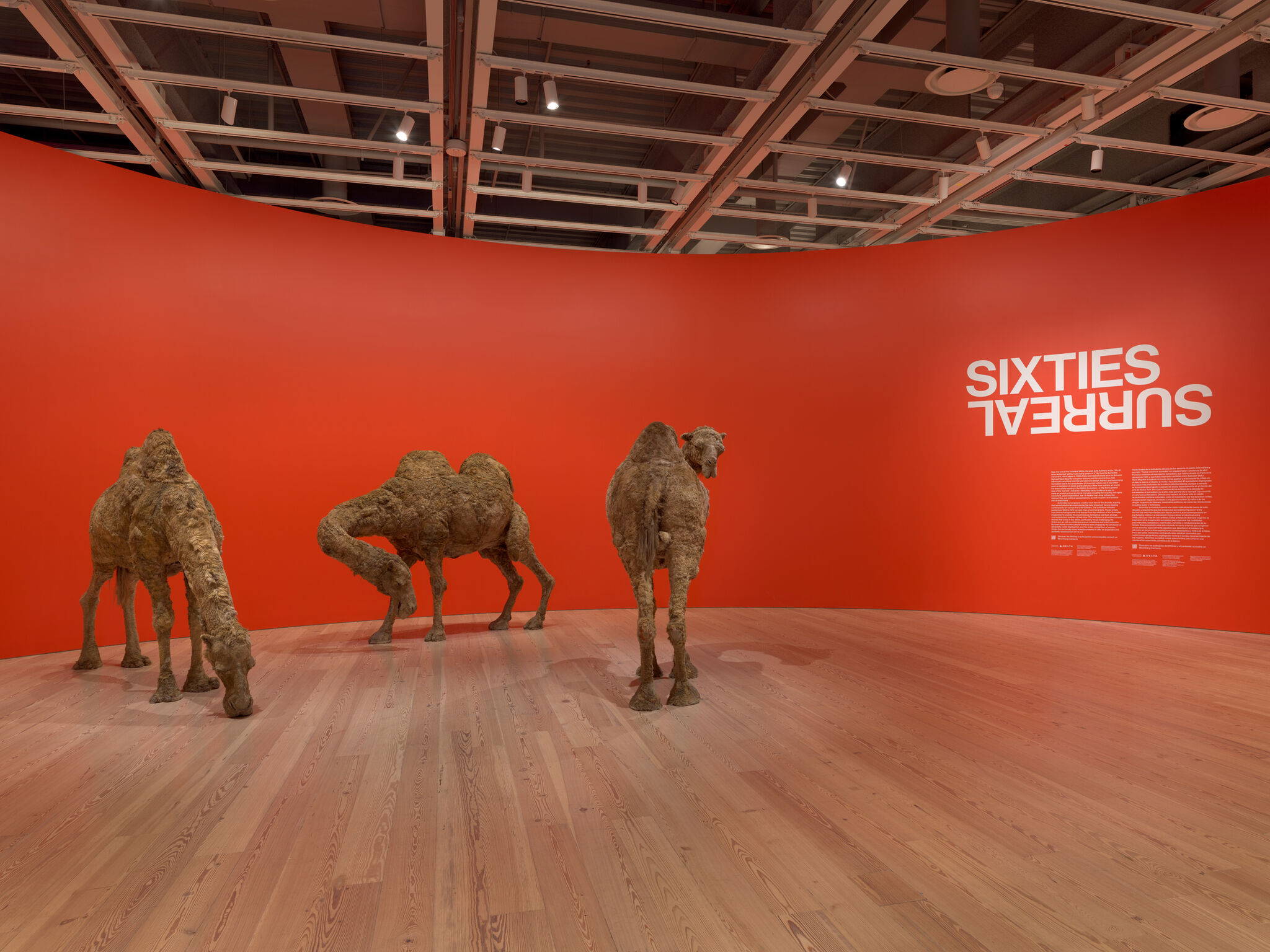 Three life-size camel sculptures stand on a wooden floor against a bright red wall with "Sixties Surreal" text.