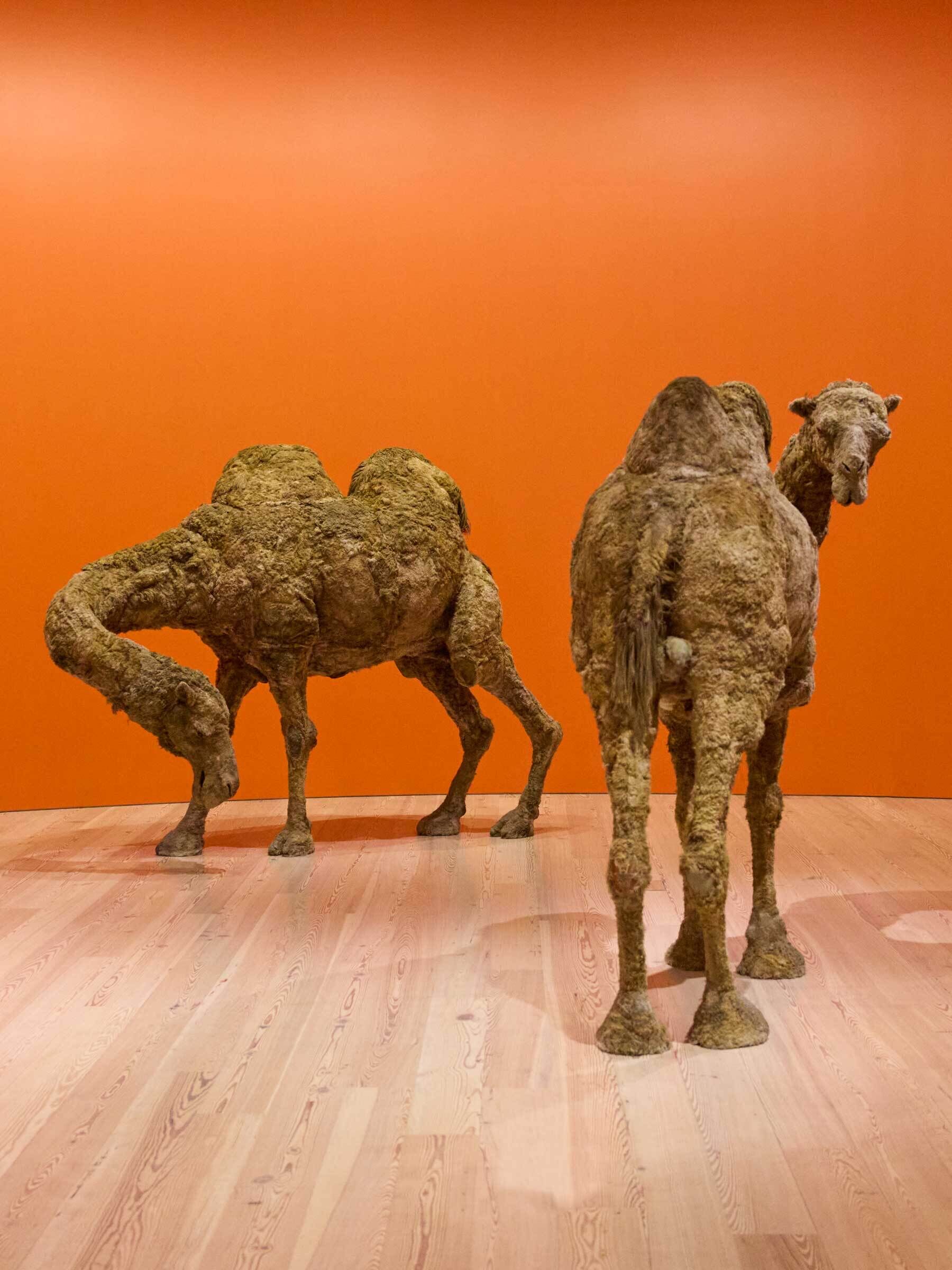 Two life-size camel sculptures stand on a wooden floor against a bright orange wall.