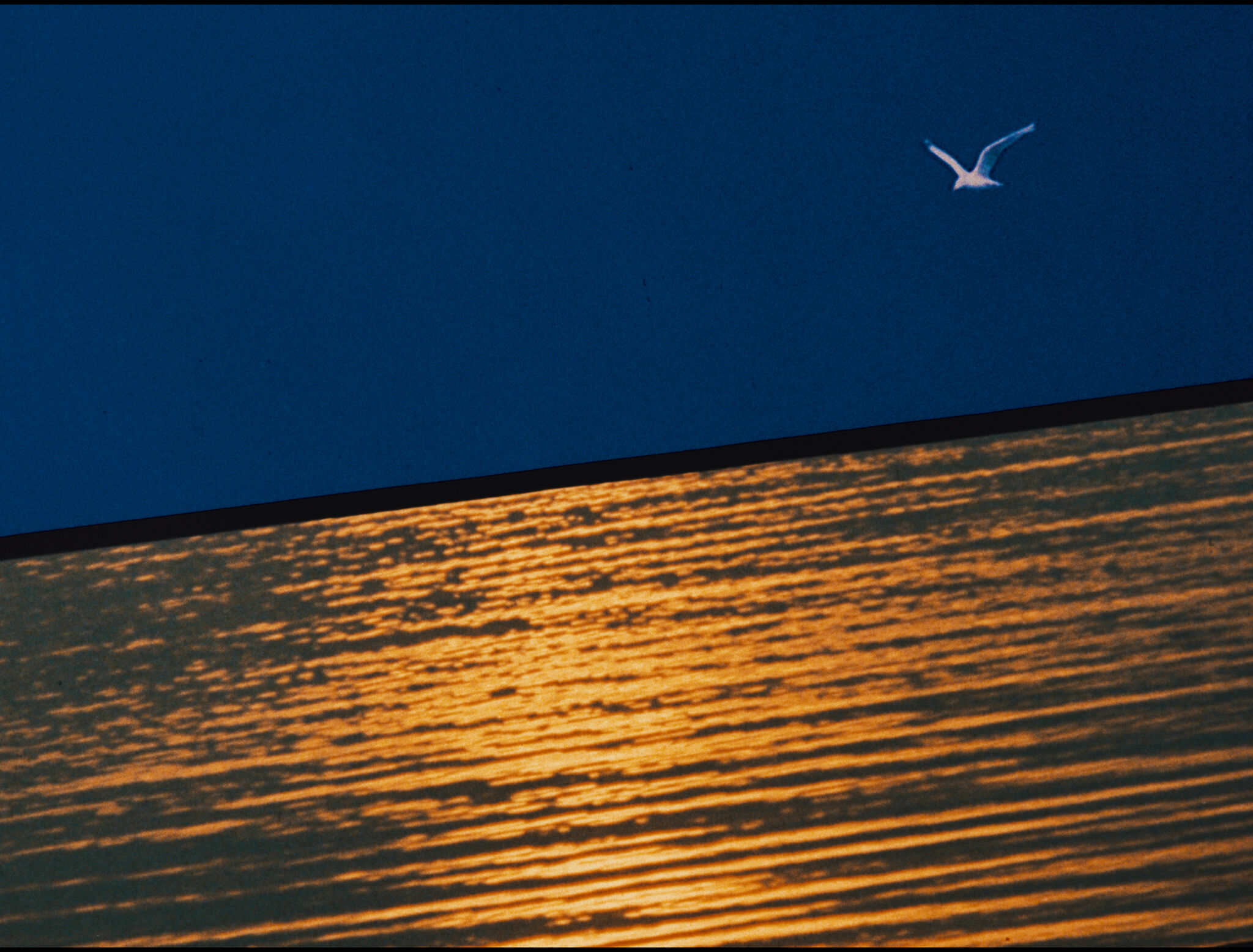 A lone gull flies over deep blue sky above golden rippled water at sunset.