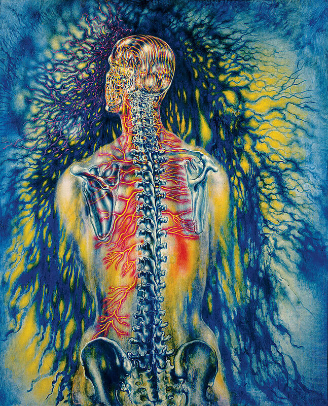A biological drawing of a man with his spine showing.
